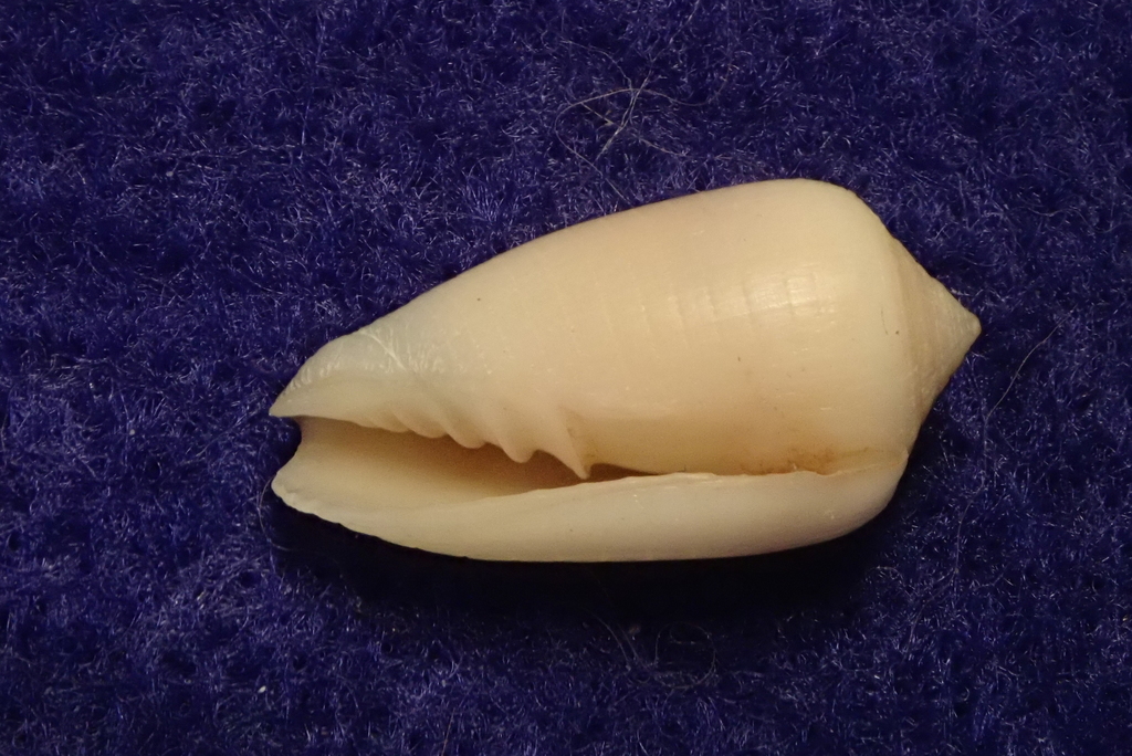 Imbricariopsis