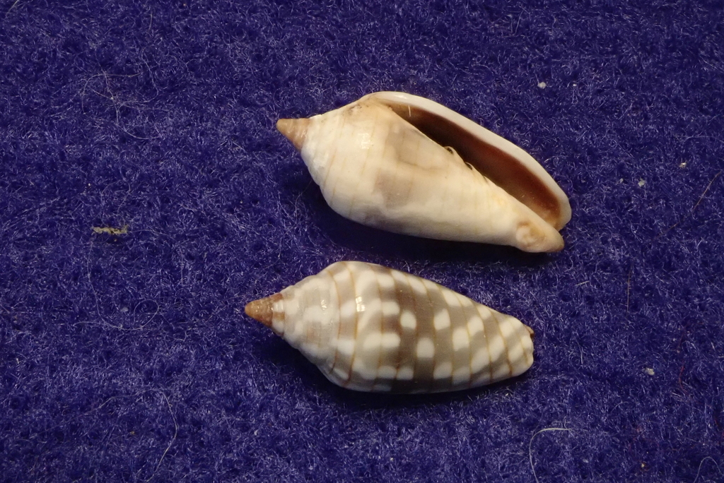 Imbricaria