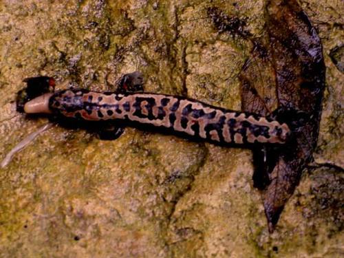 Bolitoglossa mexicana