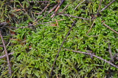 Eurhynchium