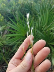 Schizachyrium stoloniferum