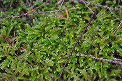 Eurhynchium