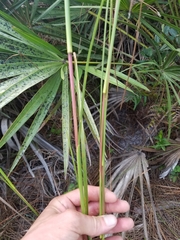Schizachyrium stoloniferum