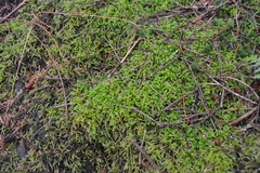 Eurhynchium