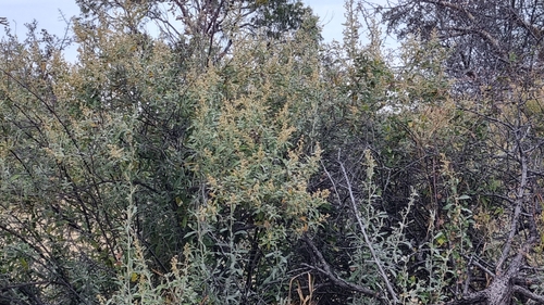 Wild Camphorbush
