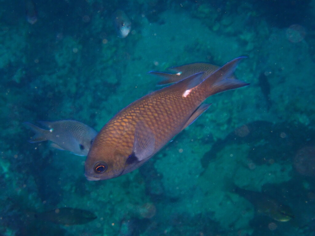 Whitesaddled Reeffish
