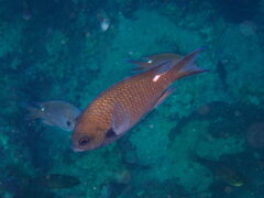 Whitesaddled Reeffish photo 1