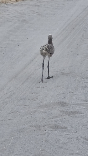 Lesser Flamingo