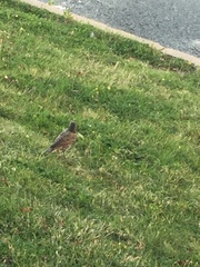 Sturnus vulgaris