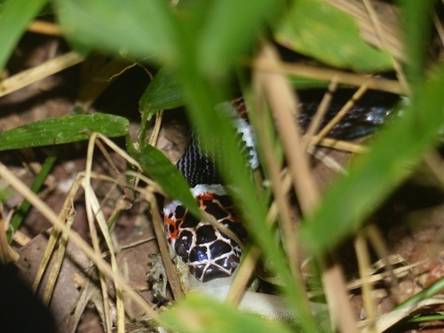 Amazon Banded Snake