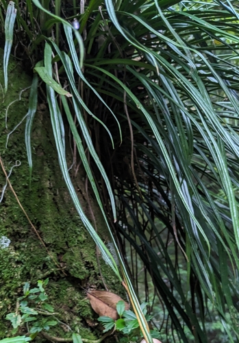 Reflexed-margine single-leaf fern (Haplopteris flexuosa)