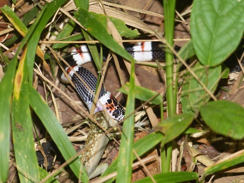 Amazon Banded Snake