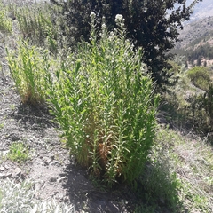 Pseudognaphalium cheiranthifolium