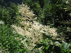 Aruncus sylvester