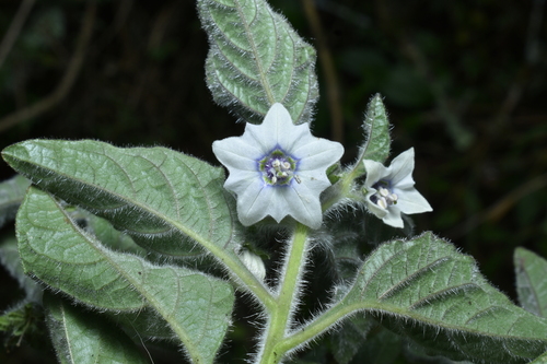 Jaltomata sinuosa