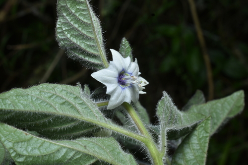 Jaltomata sinuosa, photograph 2