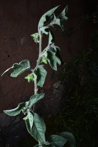 Jaltomata sinuosa, photograph 1