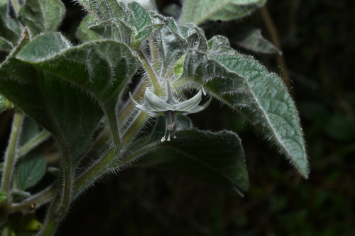 Jaltomata sinuosa, photograph 4