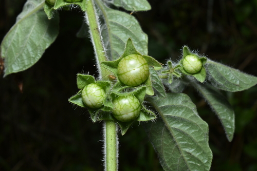 Jaltomata sinuosa, photograph 5