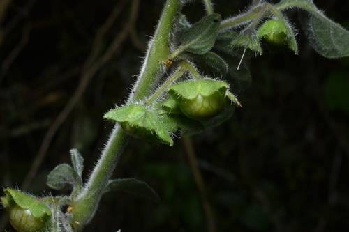 Jaltomata sinuosa, photograph 6