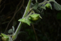 Jaltomata sinuosa, photograph Jhon A. Yuca-Palomino, CC BY, iNaturalist via GBIF