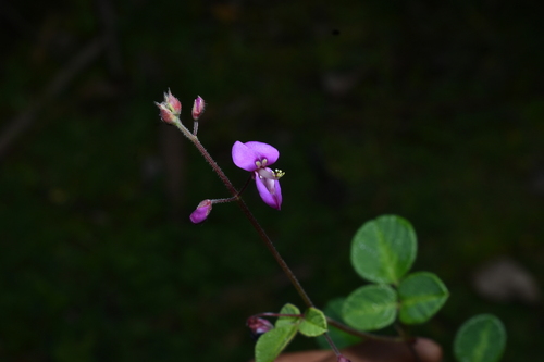 Desmodium molliculum, photograph 6