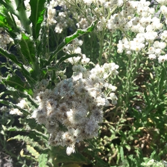 Pseudognaphalium cheiranthifolium