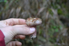 Russula queletii
