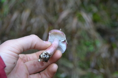 Russula queletii