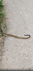 Crotalus simus