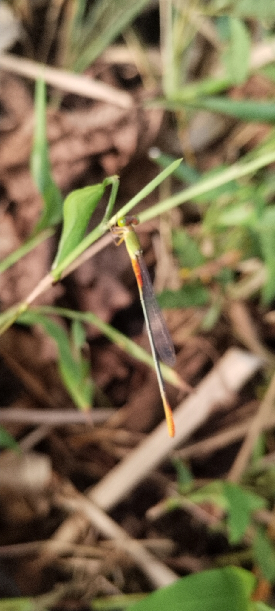 Orange-Tailed Marsh Dart