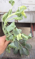 Nicotiana glauca