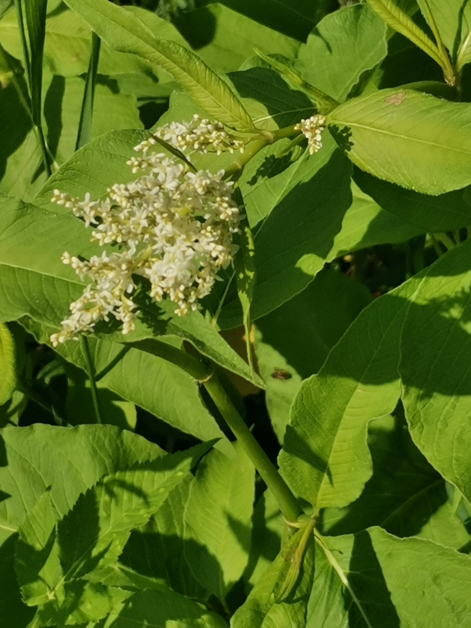 Finnish Knotweed (Koenigia ×)