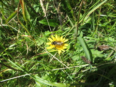 Cheilosia canicularis