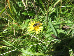 Cheilosia canicularis
