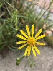 Senecio inaequidens