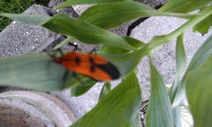 Oncopeltus varicolor