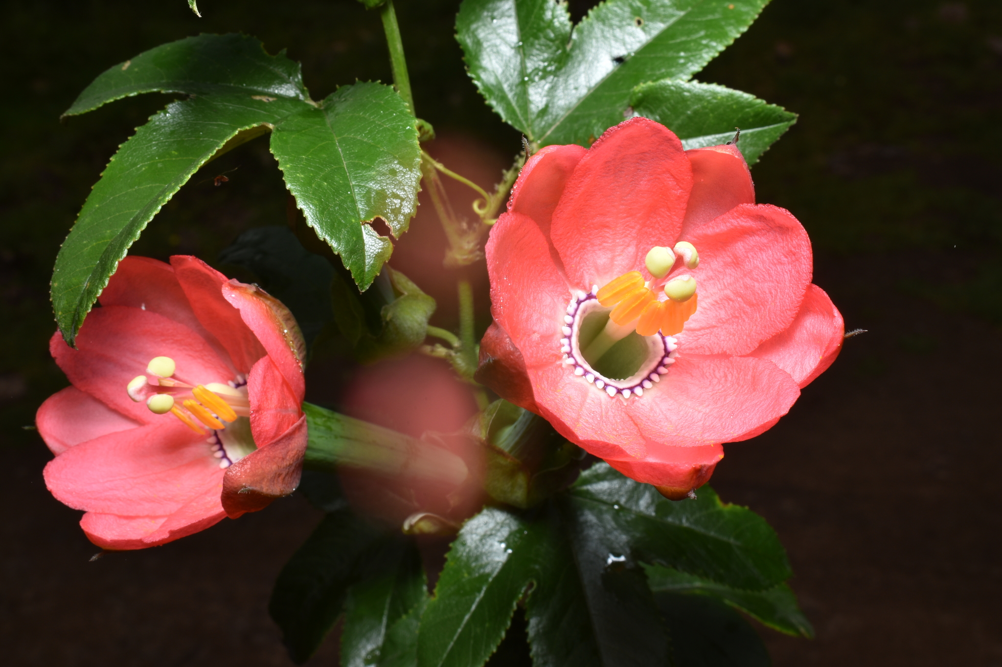Passiflora mixta