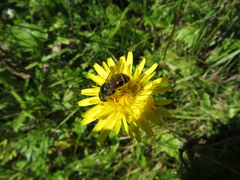 Cheilosia canicularis