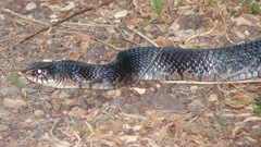 Drymarchon melanurus