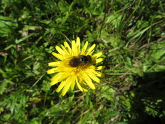 Cheilosia canicularis