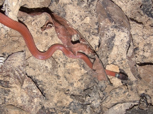 Tschudi's False Coral Snake