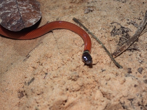 Tschudi's False Coral Snake