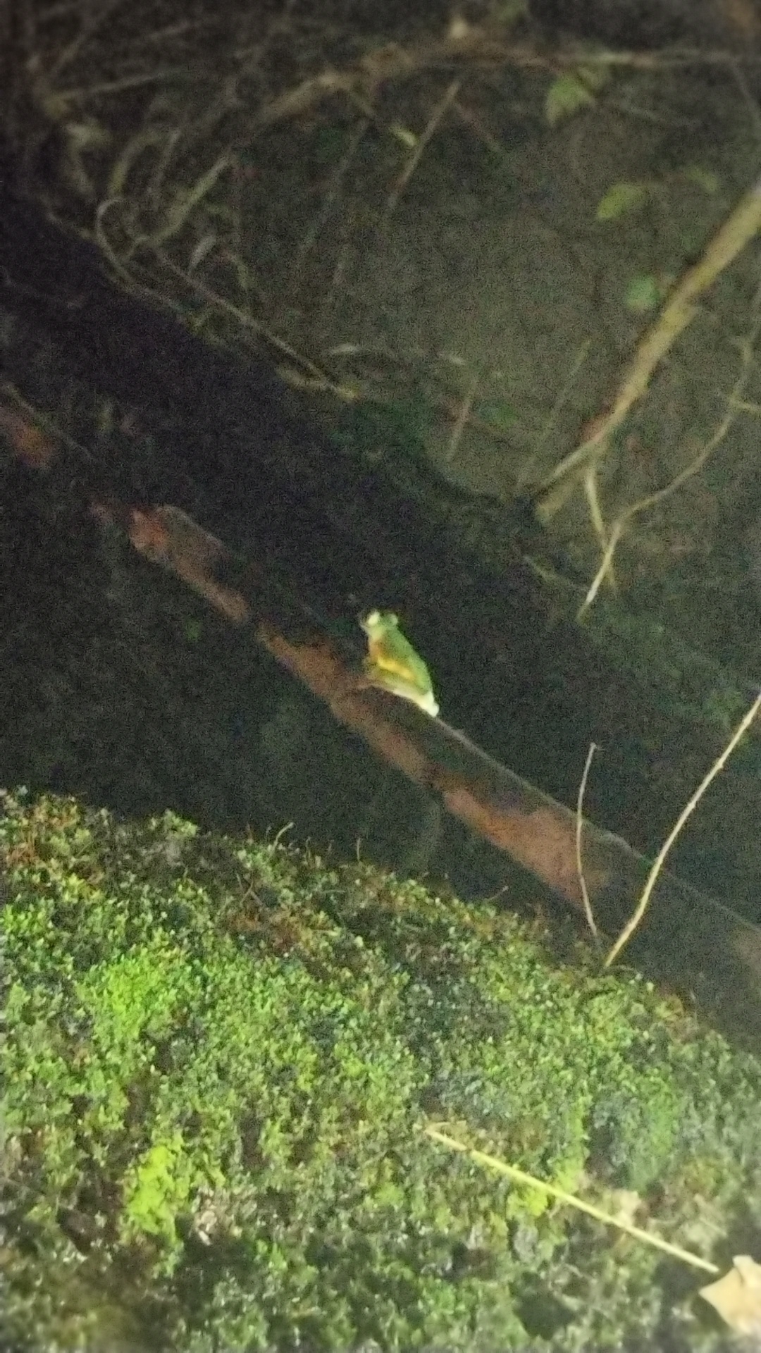 Malabar Gliding Tree Frog