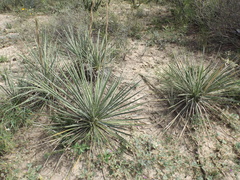 Yucca coahuilensis