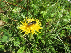 Cheilosia canicularis