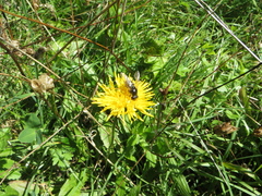 Cheilosia canicularis