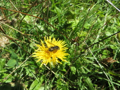 Cheilosia canicularis