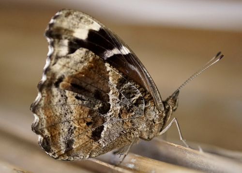 Blackened Bluewing