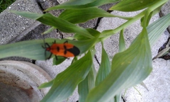 Oncopeltus varicolor